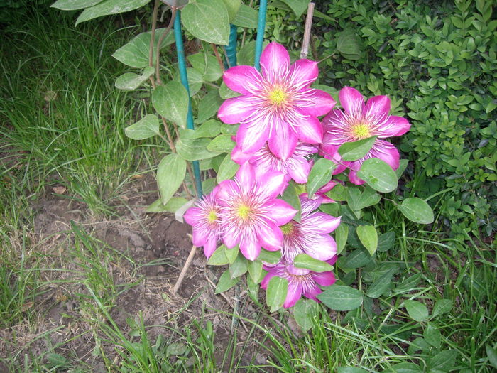 IMGP9204 - CLEMATITE - 2014-2017