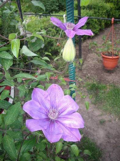 IMGP9206 - CLEMATITE - 2014-2017