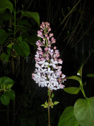 Syringa vulgaris_Lilac (2016, April 07)