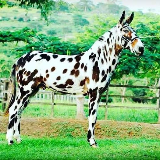 FB_IMG_1461849284806