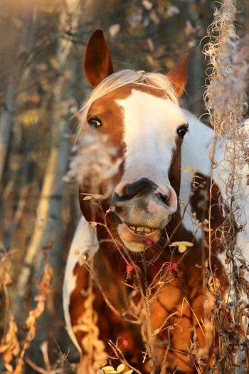 FB_IMG_1461849819366