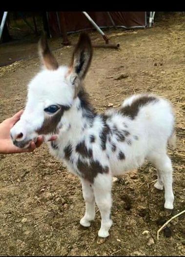 FB_IMG_1461849349693