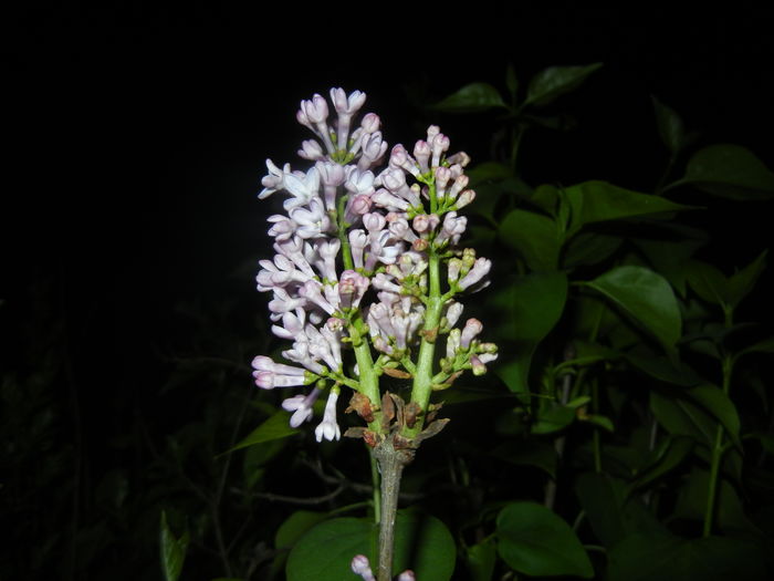 Syringa vulgaris_Lilac (2016, April 07)
