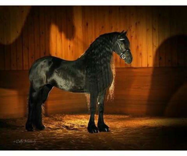 FB_IMG_1461849405516