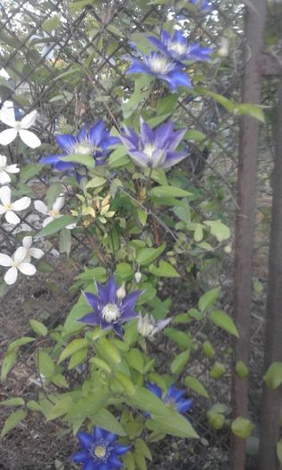 Multi Blue - Clematis 2016