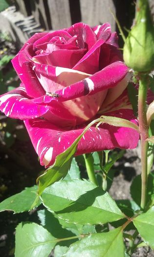 004