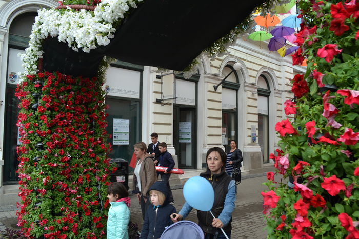 DSC_0222 - Festivalul Florilor Timisoara 2016