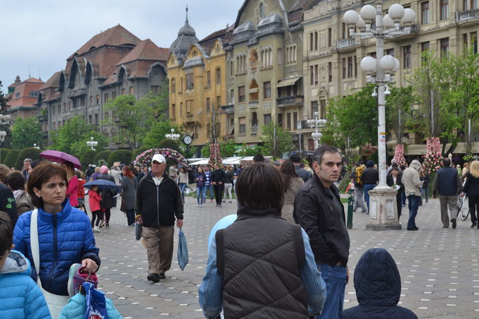 DSC_0223 - Festivalul Florilor Timisoara 2016