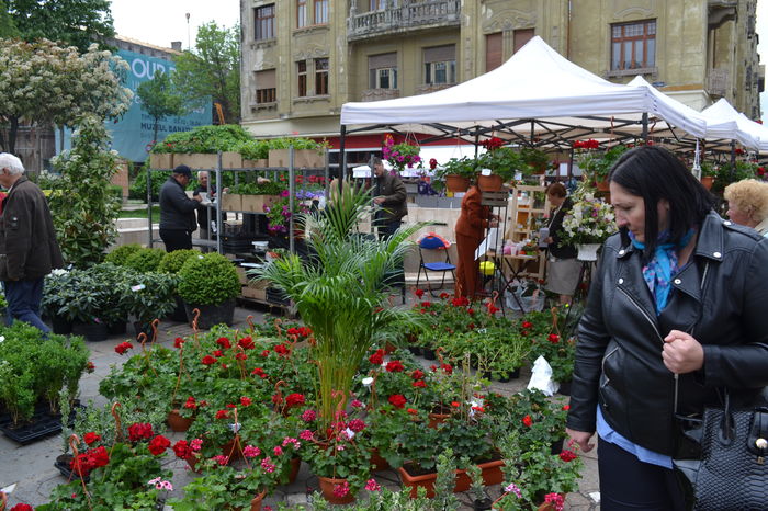 DSC_0225 - Festivalul Florilor Timisoara 2016