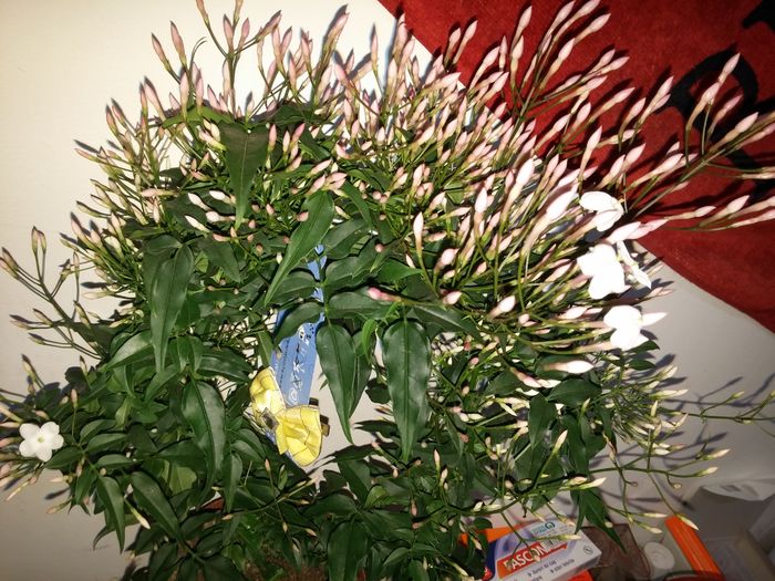 Parfum....; Cadou de Florii
