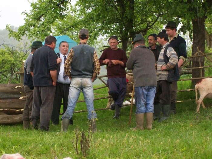 la taifas; dupa ce sa incheiat cu mulsu oilor, ciobanii alaturi de primarul comunei schimba ultimele parari
