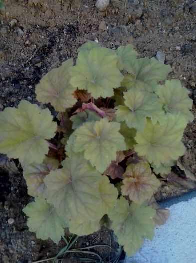 20160422_080036 - 2016 Heuchera