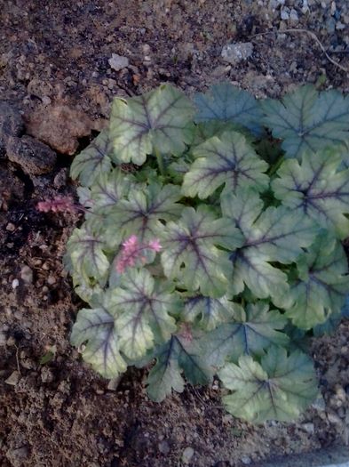 20160422_080046 - 2016 Heuchera