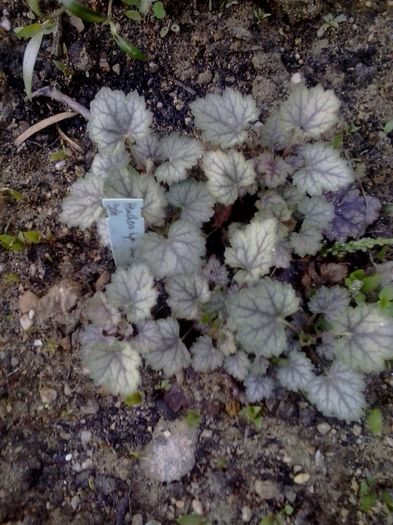 20160422_080056 - 2016 Heuchera