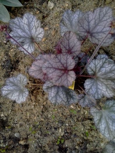 20160422_080100 - 2016 Heuchera