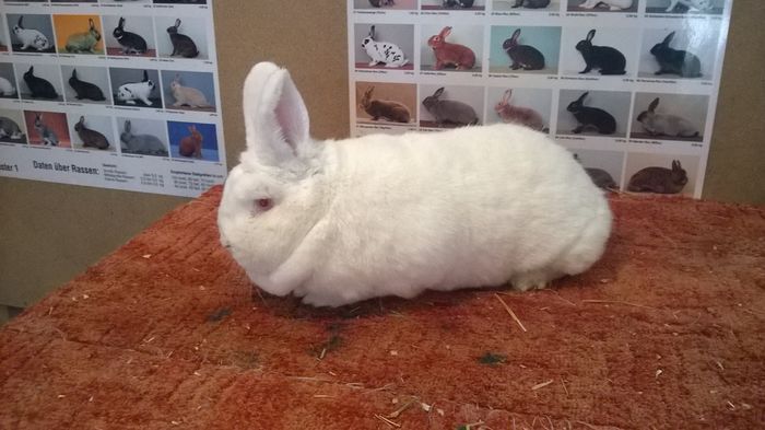 Proveniență Surmik Slovacia