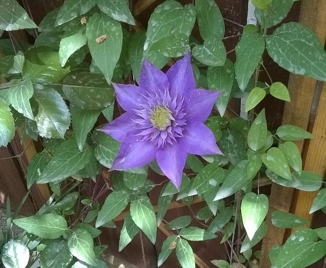 Multi Blue - Clematite