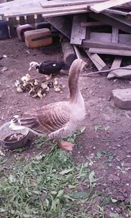 13062033_1048472485220390_8162309775138790394_n - pasari de rasa-ratele melel lesesti