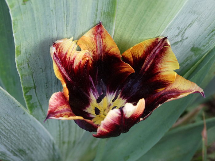 DSC06256 - In gradina 2016