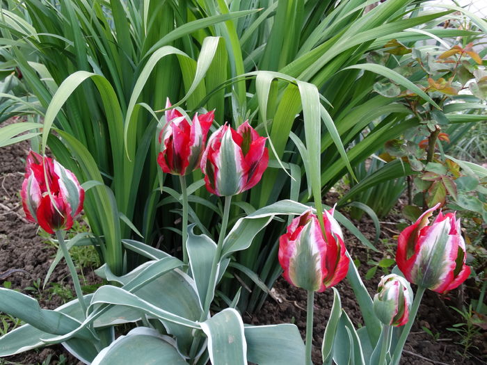 DSC06236 - In gradina 2016