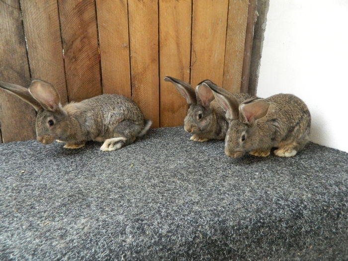 fatati pe 06 02 2016  4039