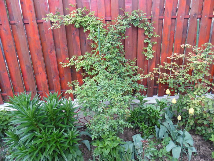 035 - Primavara in gradina 2