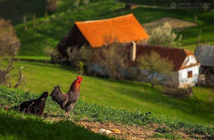 12961474_861533027305728_3324165933510682990_n - frumusesti gospodaresti