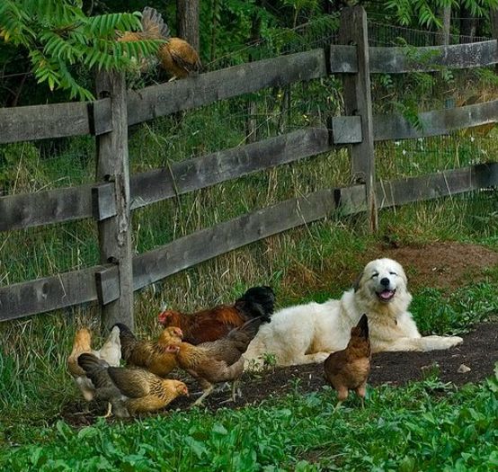 12974487_860498900742474_4579395078632417870_n - frumusesti gospodaresti