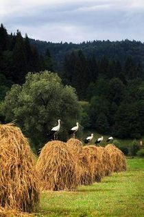 13000108_861431183982579_3923480175386651033_n