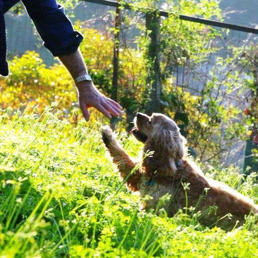 13000271_865458996913131_1405925851514686315_n