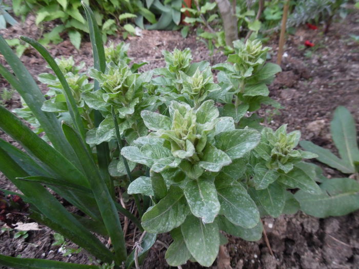 036 - Primavara in gradina 2