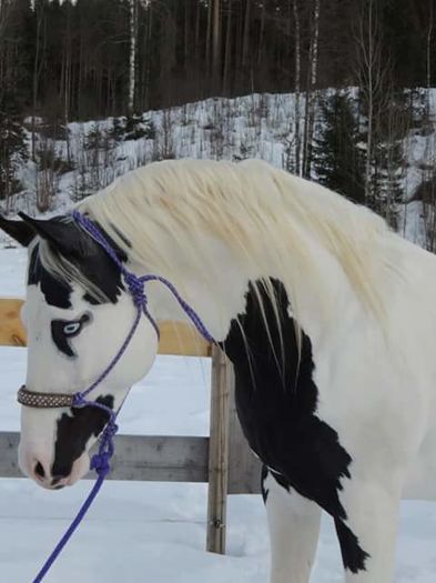 FB_IMG_1461849687277 - C Pentru cei care le plac aceste animale