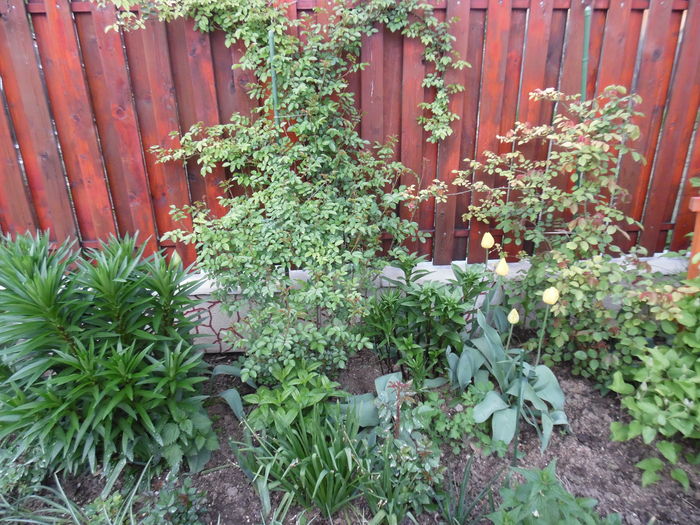 037 - Primavara in gradina 2