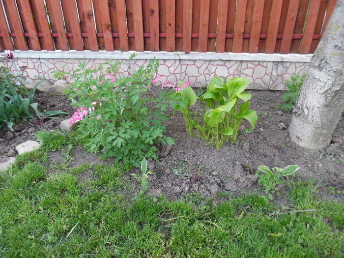 045 - Primavara in gradina 2