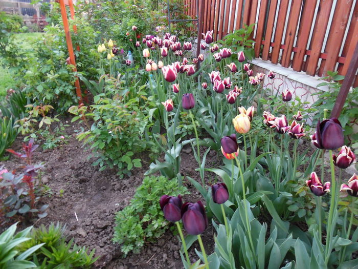 048 - Primavara in gradina 2