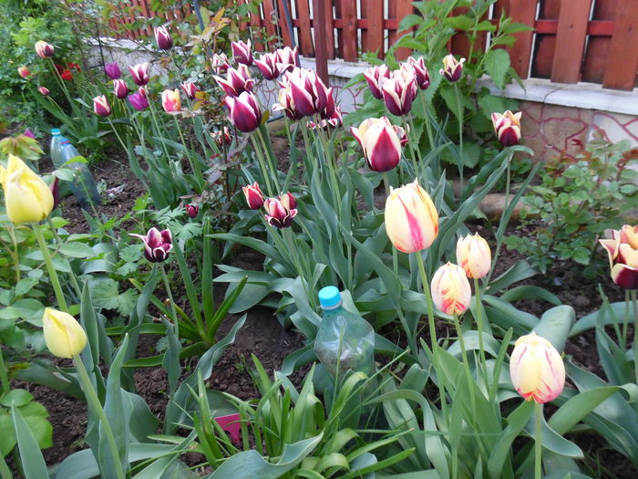 050 - Primavara in gradina 2