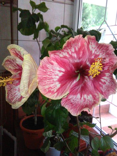 IMG_20160428_130806 - Hibiscus Lily Torbert