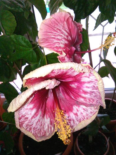 IMG_20160428_130820 - Hibiscus Lily Torbert