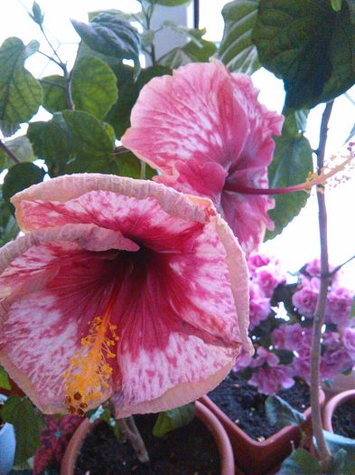 IMG_20160428_130834 - Hibiscus Lily Torbert