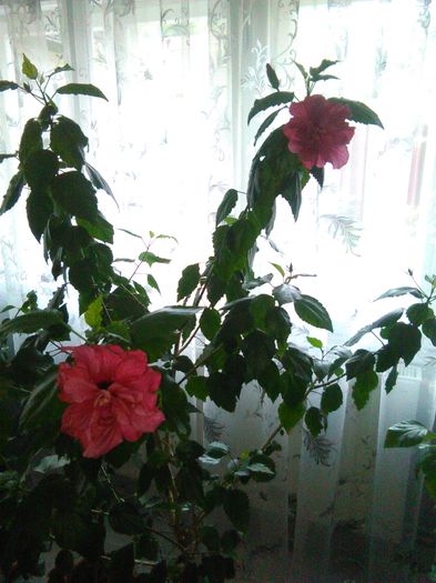 28.04.2016 - Hibiscus Classic Rosa