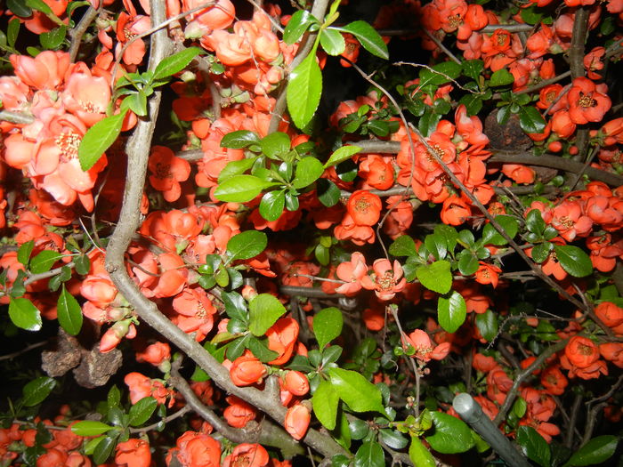 Chaenomeles japonica (2016, April 07) - Chaenomeles japonica