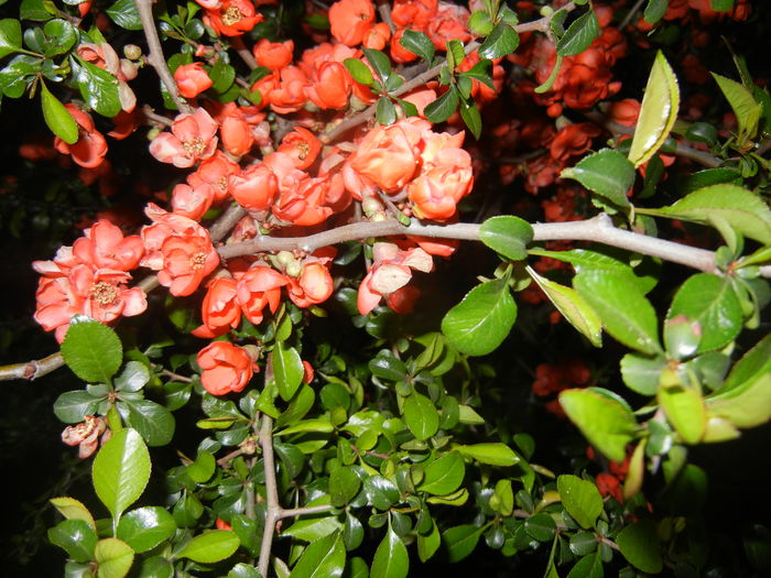 Chaenomeles japonica (2016, April 07) - Chaenomeles japonica