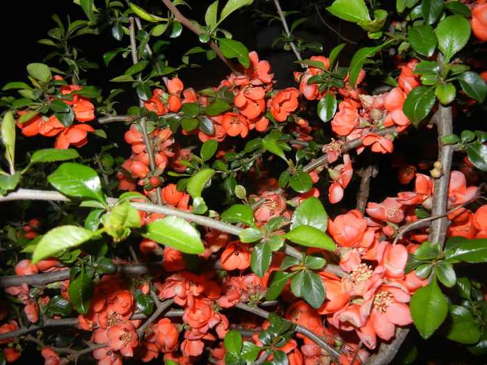 Chaenomeles japonica (2016, April 07)