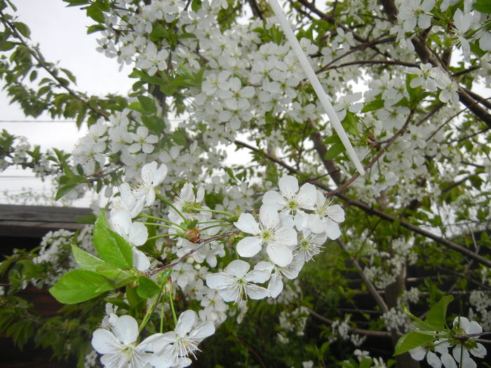 Sour Cherry Blossom (2016, April 08)