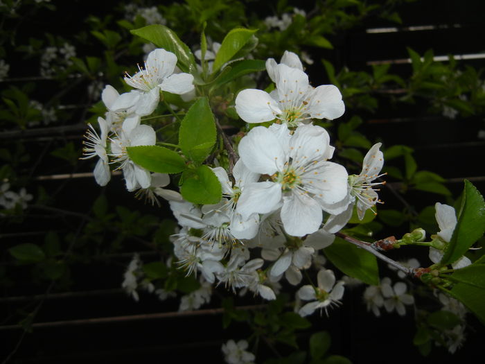 Sour Cherry Blossom (2016, April 08) - Sour Cherry Tree_Visin