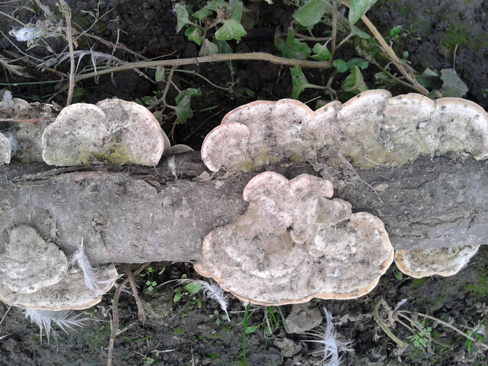 ciuperci crescute pe un ciot de copac  Fotografie0010 (1) - M---diverse