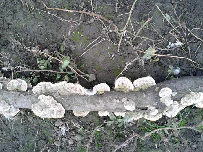ciuperci crescute pe un ciot de copac  Fotografie0010 (2) - M---diverse