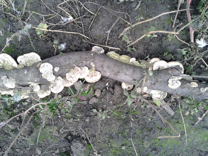 ciuperci crescute pe un ciot de copac  Fotografie0010 (3)