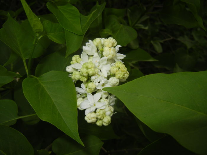 White Lilac Tree (2016, April 08)