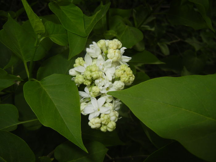 White Lilac Tree (2016, April 08) - Syringa vulgaris White